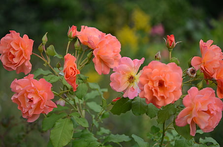 квітка, завод, Природа, Троянди, рожевий, Флора, тендер