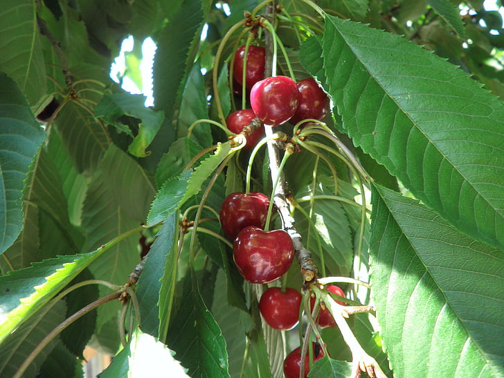 Sweet cherry, zralé, červené plody, větev, třešně a višně, letní ovoce, ovoce