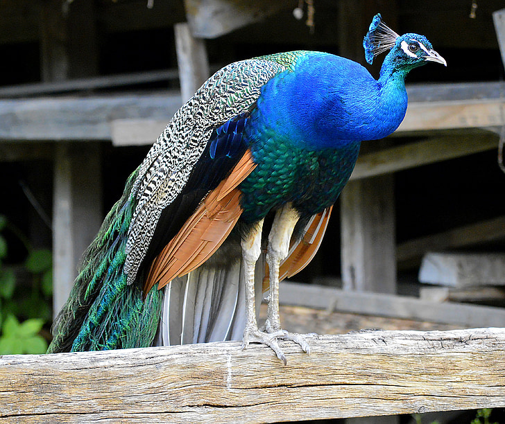 peacock, farm, old, homestead, old farmhouse, species, blue