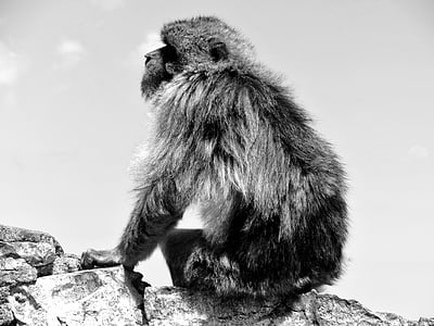 Gibraltar, Tây Ban Nha, Địa Trung Hải, con khỉ, du lịch, đi du lịch, cảnh quan