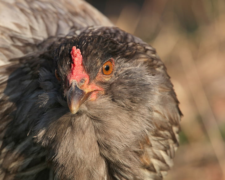 chicken, hen, stare, easter egger, range, beak, pea comb