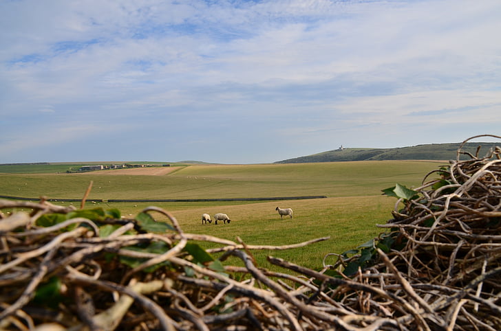 pecore, Faro, campagna, belletout, natura, azienda agricola, pastorale