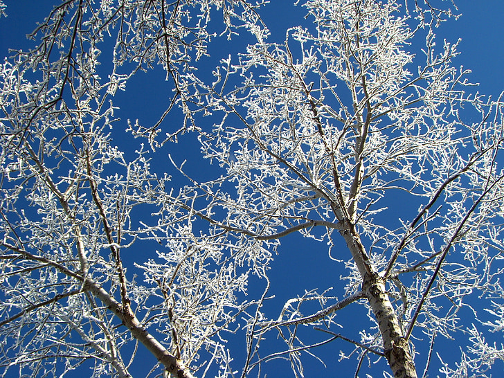 hoarfrost, ağaç, Kış