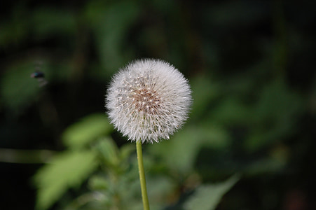 dandelion, flower, nature, fluff, macro, close up, dark background