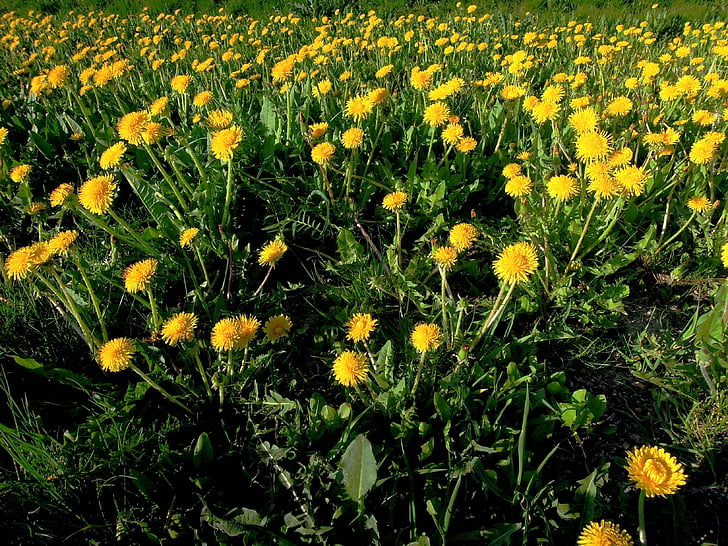 gėlė, geltona, pavasarį, geltona gėlė, augalų, Gamta, pavasarį augalų