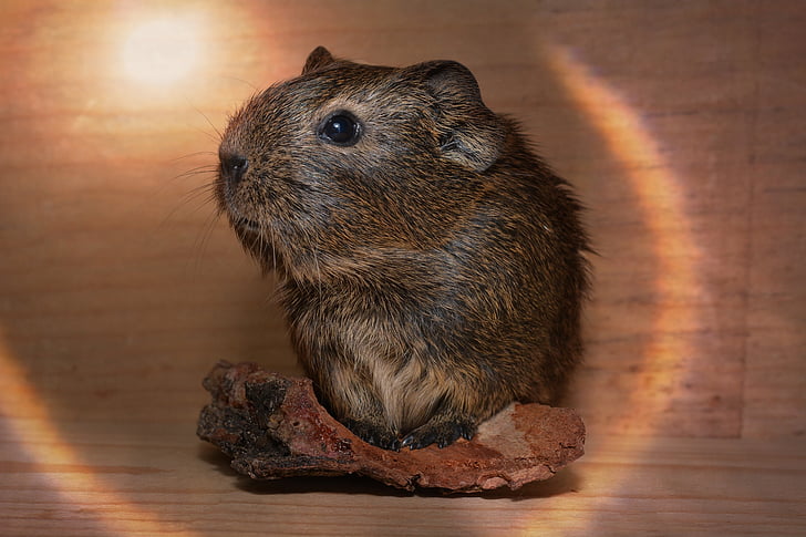 guinea pig, young animal, black buff-agouti, pet, rodent, cute, sweet