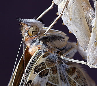 metulj, blizu, Mac, insektov, narave, krilo, anten