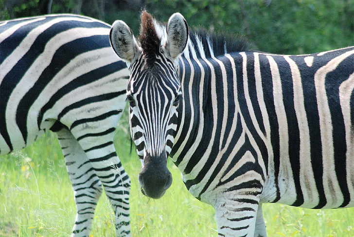 Zebra, l’Afrique, Safari, Parc national