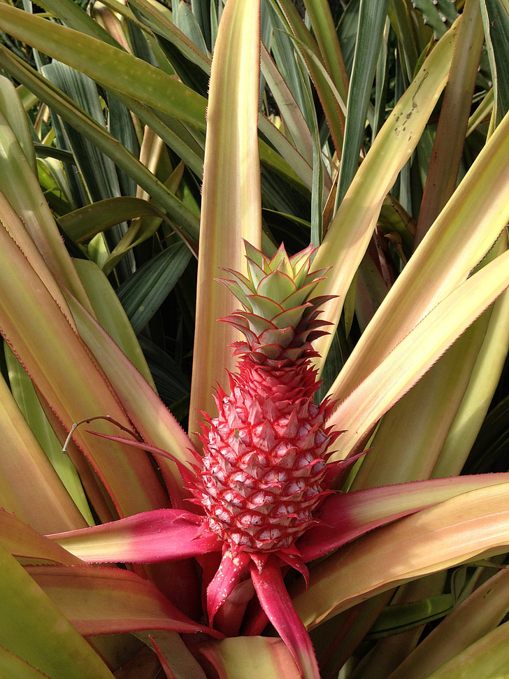 ananas, frugt, Tropical, haven, planter