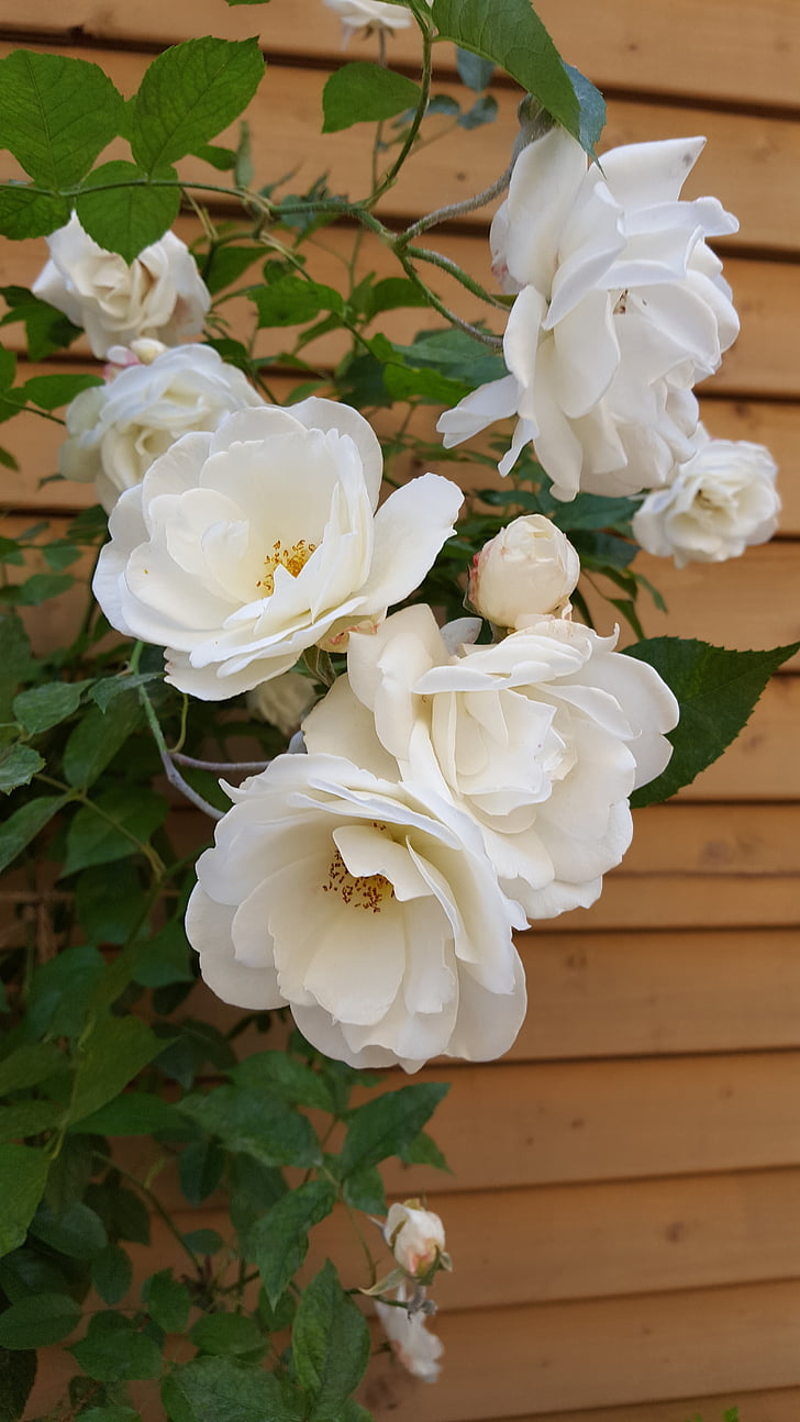 rose bush, white rose, village courtyard