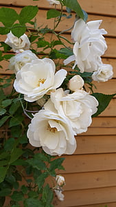 růže bush, bílé růže, vesnice nádvoří