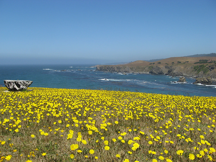 Полевые цветы, Тихий океан, Береговая линия, морской пейзаж, Калифорния, Mendocino, Лиман