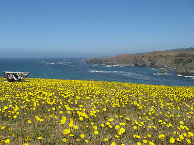 Польові квіти, Тихий океан, Берегова лінія, морський пейзаж, Каліфорнія, mendocino, лиман