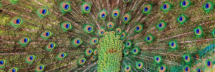 riikinkukon sulkia, Peacock, lintu, siipikarjan, sulka, Bill, Luonto
