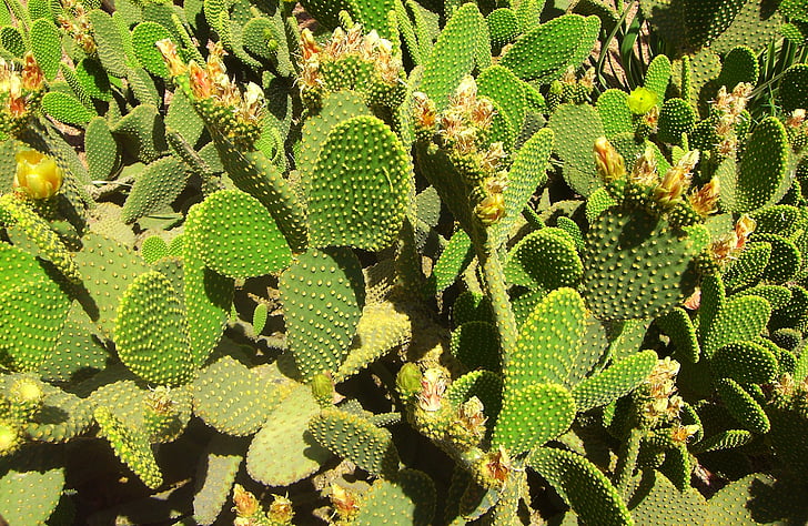 kaktusas, kaktusai laukas, Gamta, sultingi, Marokas, atšaka, žalia