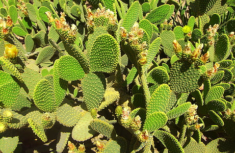 cactus, camp de cactus, natura, suculentes, Marroc, esperó, verd