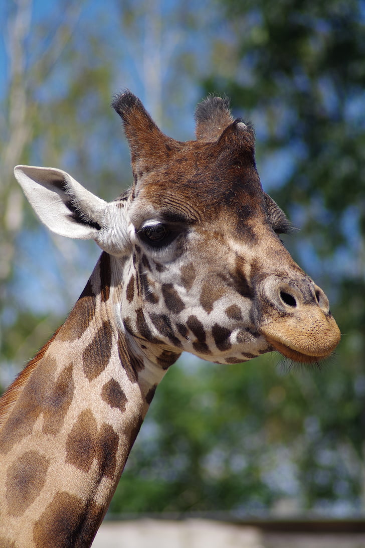 girafa, jardim zoológico, Africano, Giraffa camelopardalis
