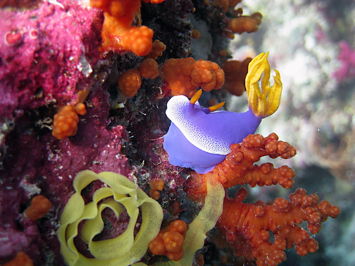 Indonesia, undervanns, Coral, Reef, dykking, Scuba, nudibranch