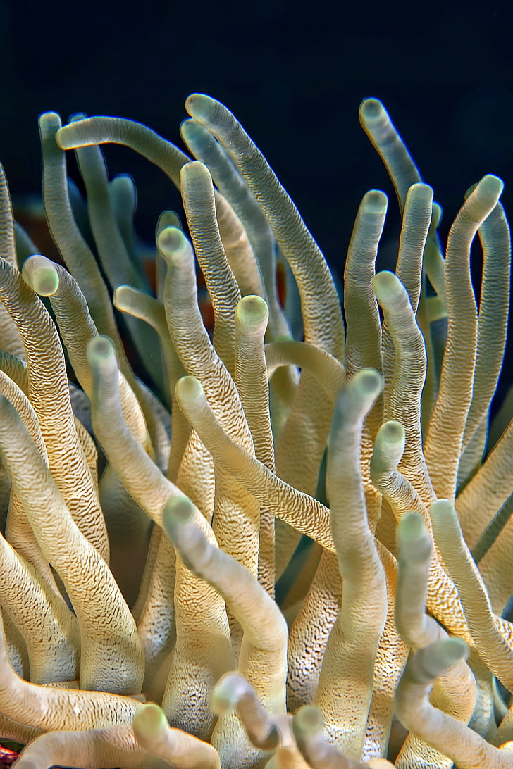 close-up, koraller, dyb, havet, Sea anemone, undervands, dyr