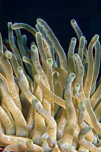 közeli kép:, korallok, mély, tenger, Tengerirózsák, víz alatti, állat