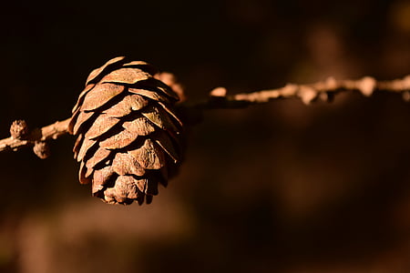 tap, pine cones, close, background, decorative, brown, postcard