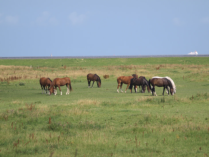 hästar, koppling, äng, Nordsjön, östliga frisia, betesmark, djur