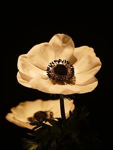 selektiv, fokus, fotografi, beige, petaled, Anemone, blomst