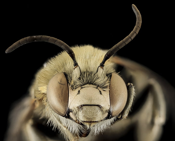 abeille, Anthophora montana, macro, pollinisateur, bug, insecte, ailes