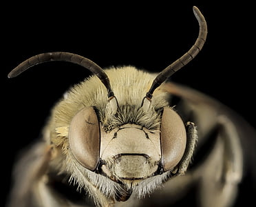 Bee, anthophora montana, makro, pollinerare, bugg, insekt, vingar