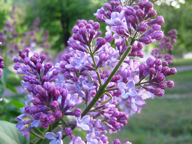 flowers, lilac, spring, bloom, nature