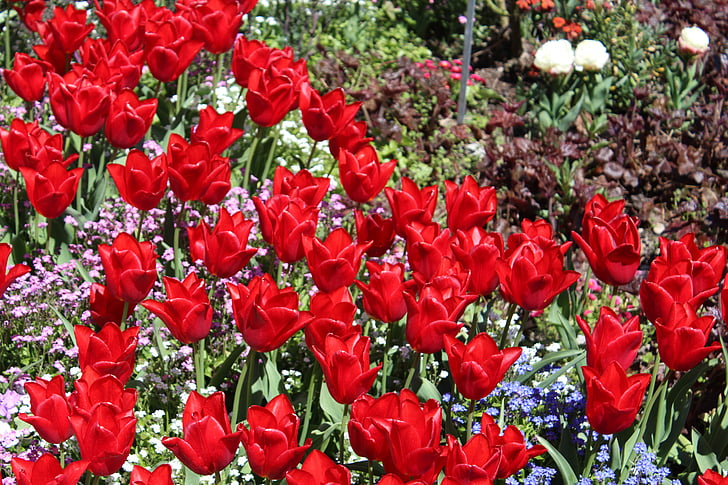 jardin botanique Augsbourg, tulipe rouge, jardin fleuri, pré de fleurs, fleurs, botanique, printemps