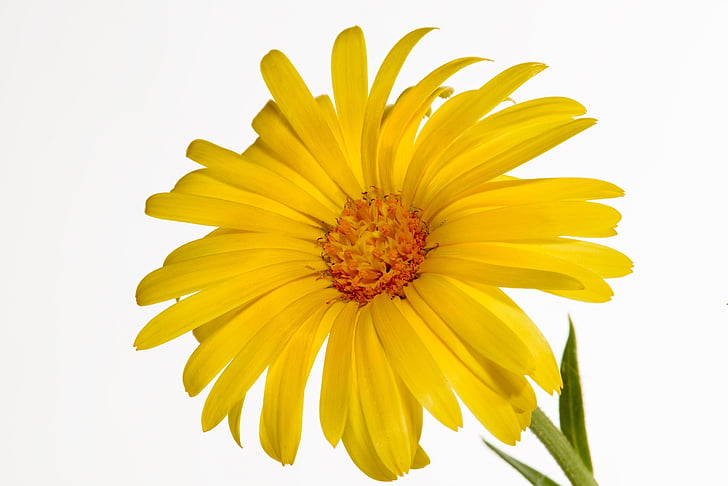 glandular cape marigold, flower, blossom, bloom, plant, ornamental, orange namaqualand daisy