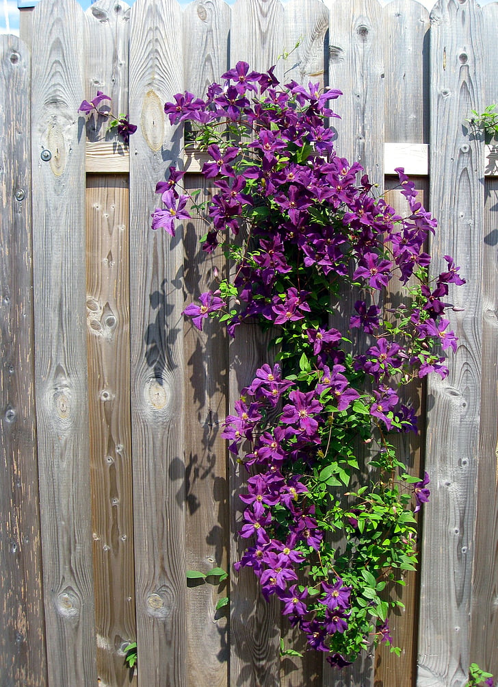 clematis, ungu, bunga, mekar, bunga, pagar, pagar kayu