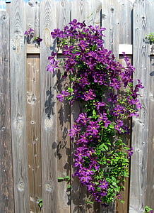 Clematis, púrpura, flores, floración, flor, cerca de, cerca de madera