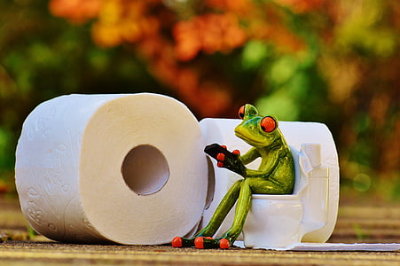 frog, toilet, loo, session, funny, toilet paper, wc