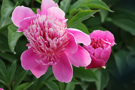 kínai lágyszárú bazsarózsa, virág, rózsaszín, rózsaszín, növény, bazsarózsa, természet