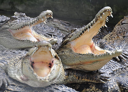 Krokodil, Tiere, Krokodilfarm, Zähne