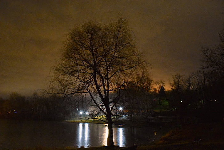 fa, fények, jég, tó, éjszaka, fagyasztott, téli