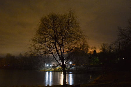 tree, lights, ice, pond, night, frozen, winter