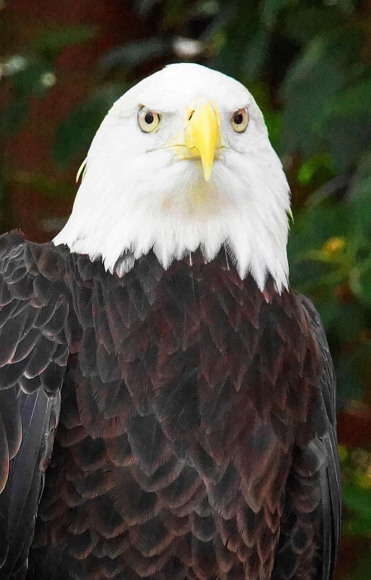 Aigle à tête blanche, oiseau, Eagle, plume, silhouette, chauve, Raptor