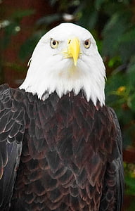 águila calva, pájaro, águila, pluma, silueta, Calvo, Raptor