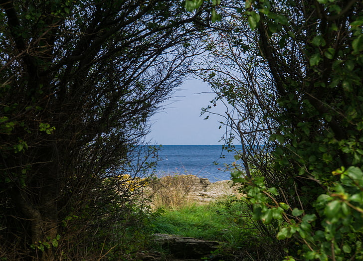 view, bush, sea, green, blue, water, background image