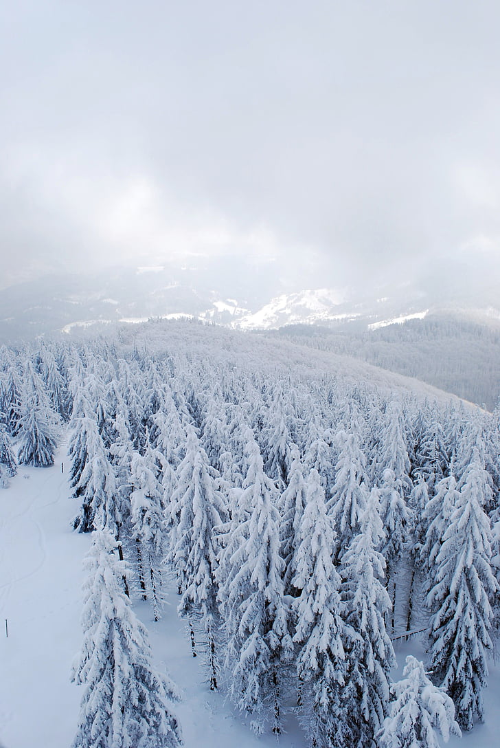 Χειμώνας, βουνά, δάσος, δέντρο, χριστουγεννιάτικο δέντρο, χιόνι, υποχώρηση