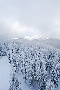 pozimi, gore, gozd, drevo, božično drevo, sneg, umik