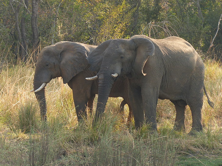 elefante, Zambezi, África, mamíferos, Safari