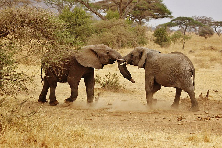 Elefanten-Babys, Elefantenfamilie, Serengeti Nationalpark, Afrika, Tansania, Safari, Serengeti
