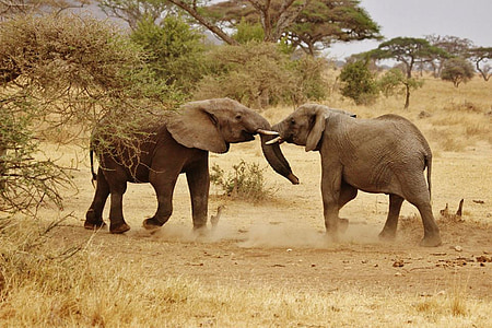 bambini Elefante, famiglia dell'elefante, Parco nazionale del Serengeti, Africa, Tanzania, Safari, Serengeti
