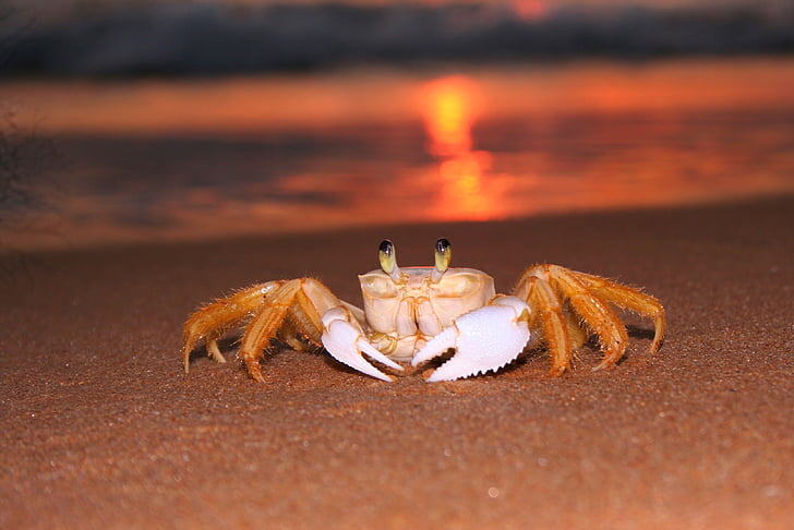 siri, beach, sunrise, sea, animal, claw, crab