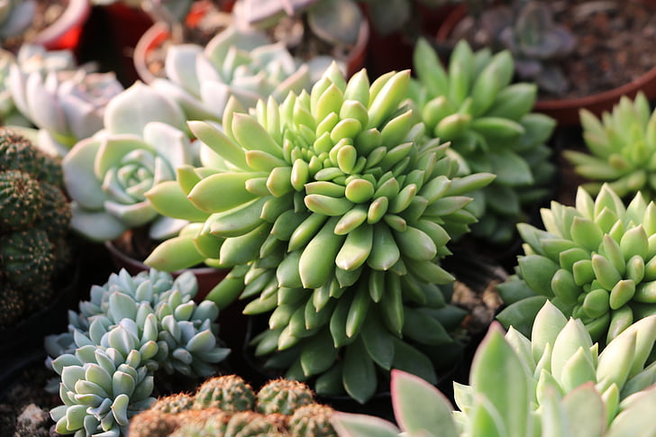 cute, succulent plants, the fleshy, photography, greenhouse, plant, wok
