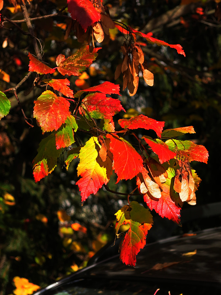 daun, musim gugur, musim gugur, kuning, merah, warna-warni, daun musim gugur